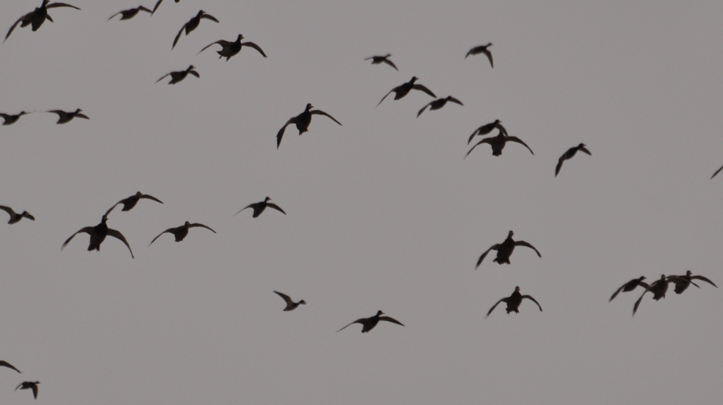 colorado guided duck hunt for all birds bucks outdoors