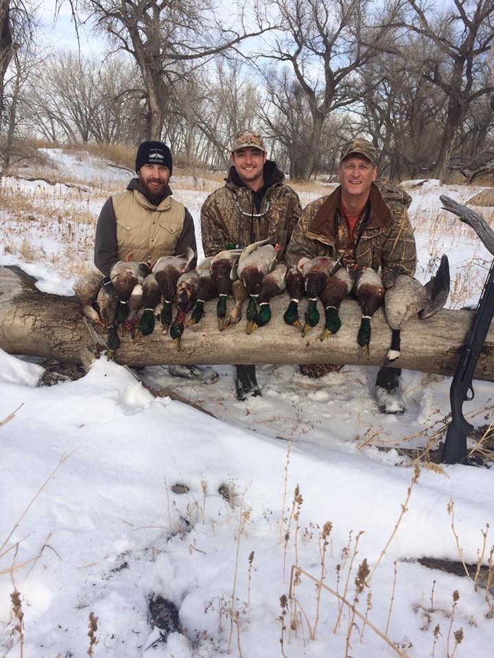 Ducks bowed up coming in called in by our colorado duck hunting guides