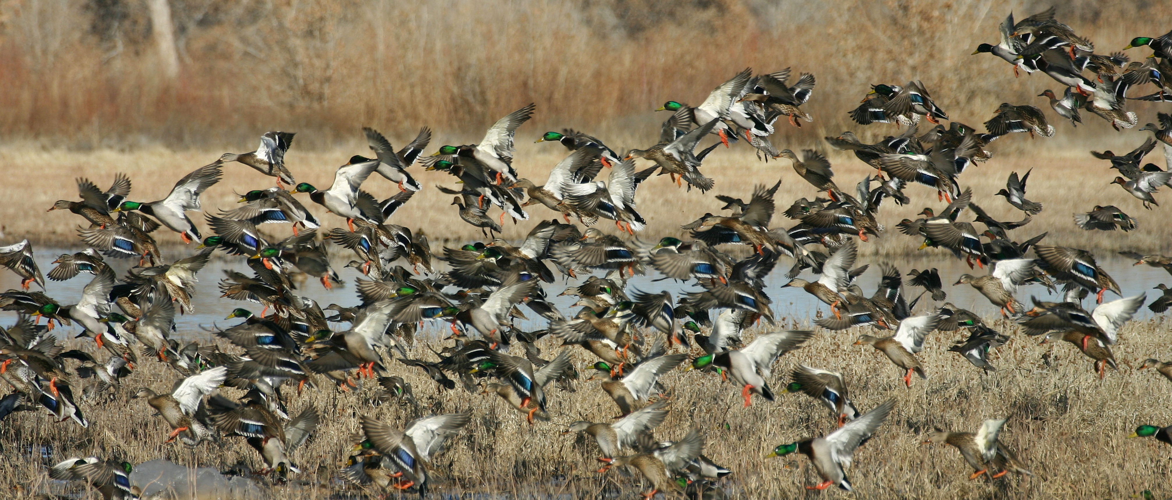 Colorado waterfowl at its finest with the huge flight of ducks