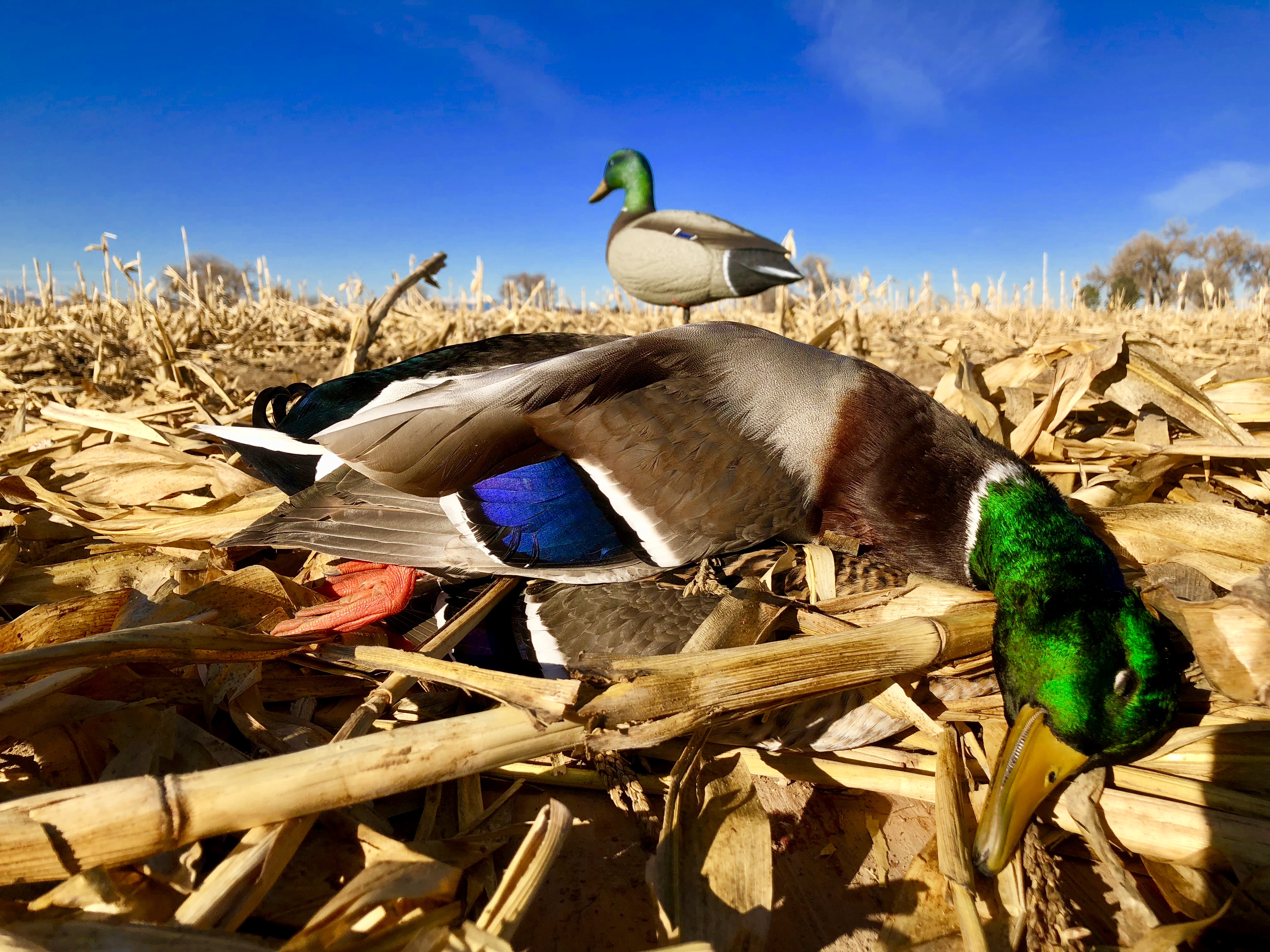 Ducks bowed up coming in called in by our colorado duck hunting guides